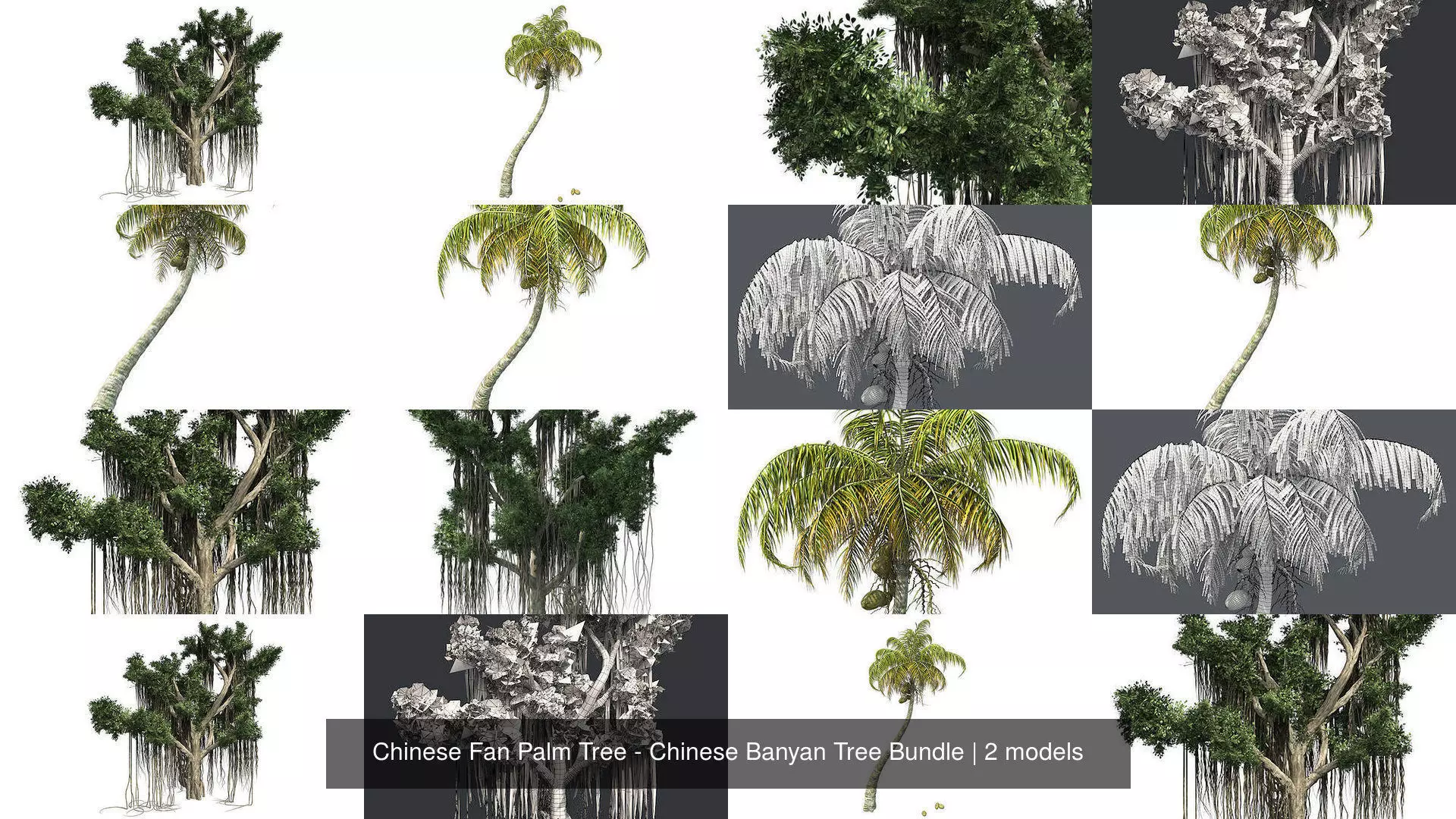 Chinese Fan Palm Tree - Chinese Banyan Tree Bundle 3D Model Collection_0