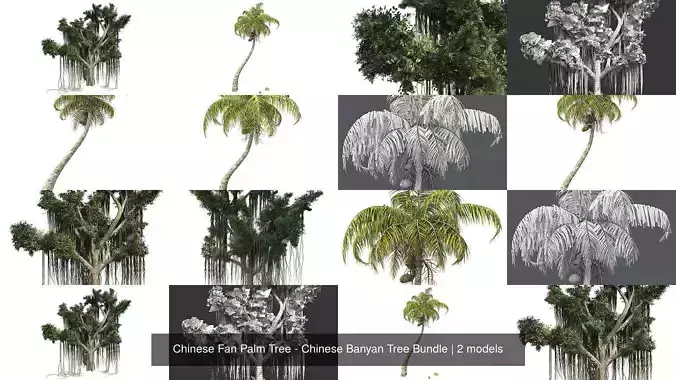 Chinese Fan Palm Tree - Chinese Banyan Tree Bundle 3D Model Collection