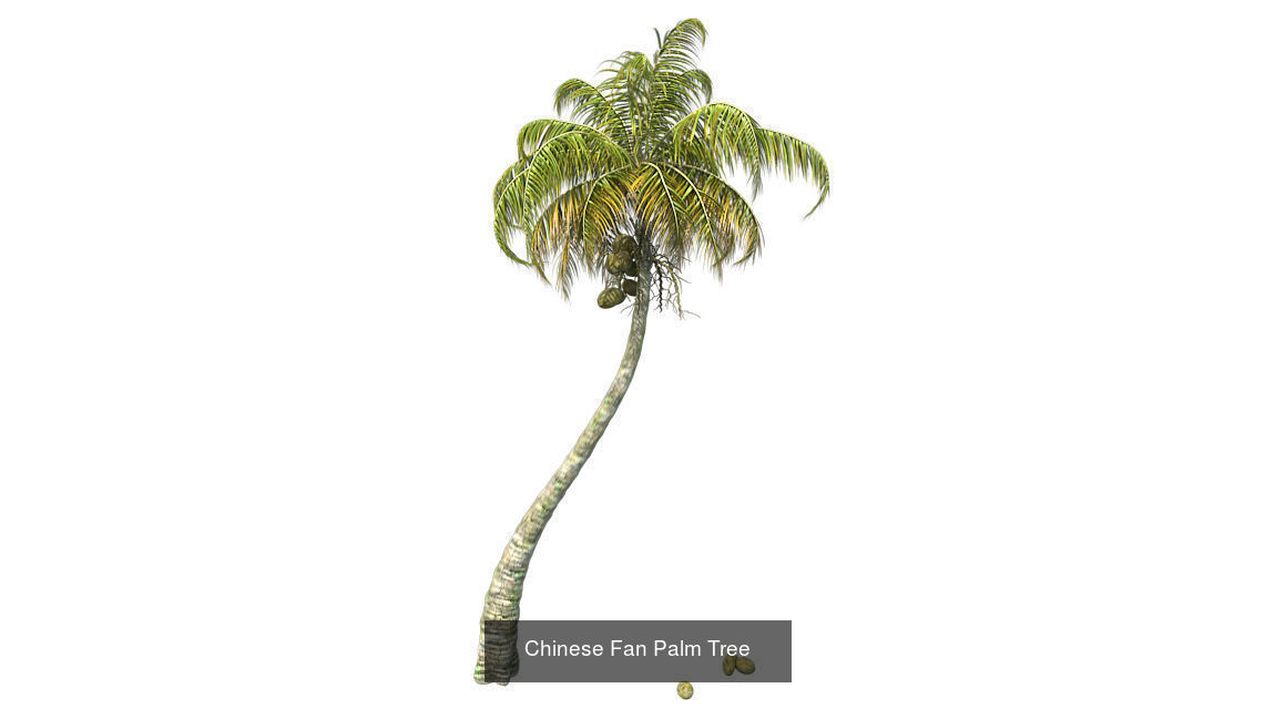 Chinese Fan Palm Tree - Chinese Banyan Tree Bundle 3D Model Collection_2