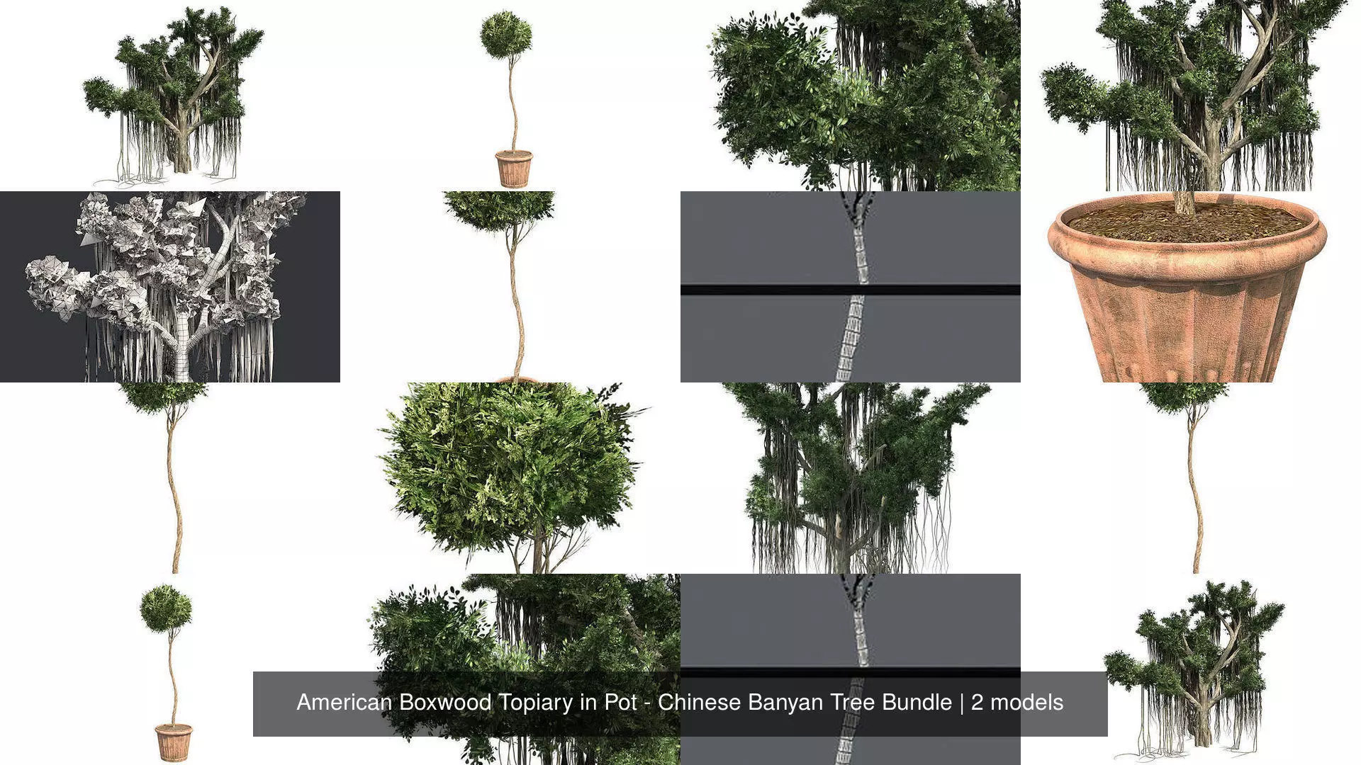American Boxwood Topiary in Pot - Chinese Banyan Tree Bundle 3D Model Collection_0