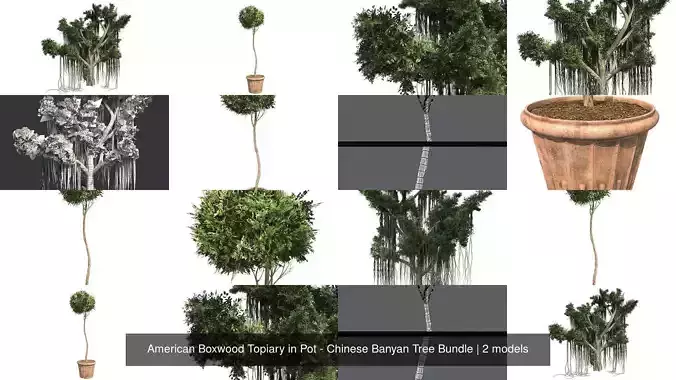 American Boxwood Topiary in Pot - Chinese Banyan Tree Bundle 3D Model Collection