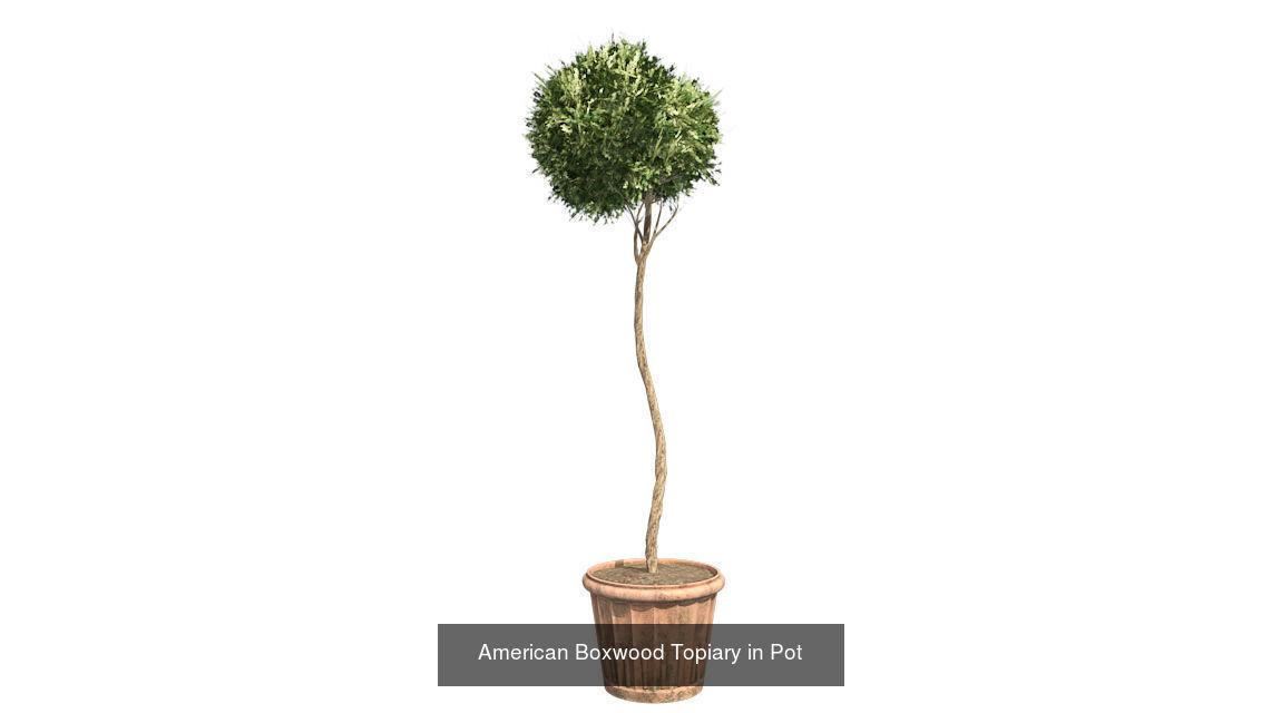 American Boxwood Topiary in Pot - Chinese Banyan Tree Bundle 3D Model Collection_2