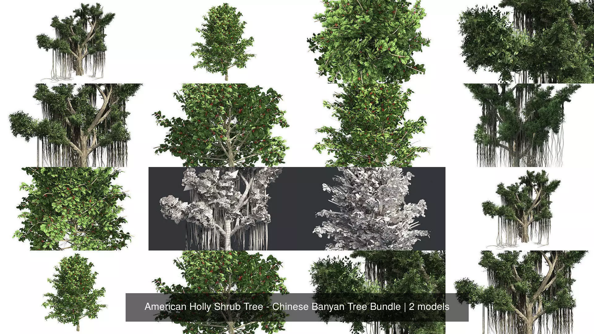 American Holly Shrub Tree - Chinese Banyan Tree Bundle 3D Model Collection_0