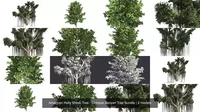 American Holly Shrub Tree - Chinese Banyan Tree Bundle 3D Model Collection