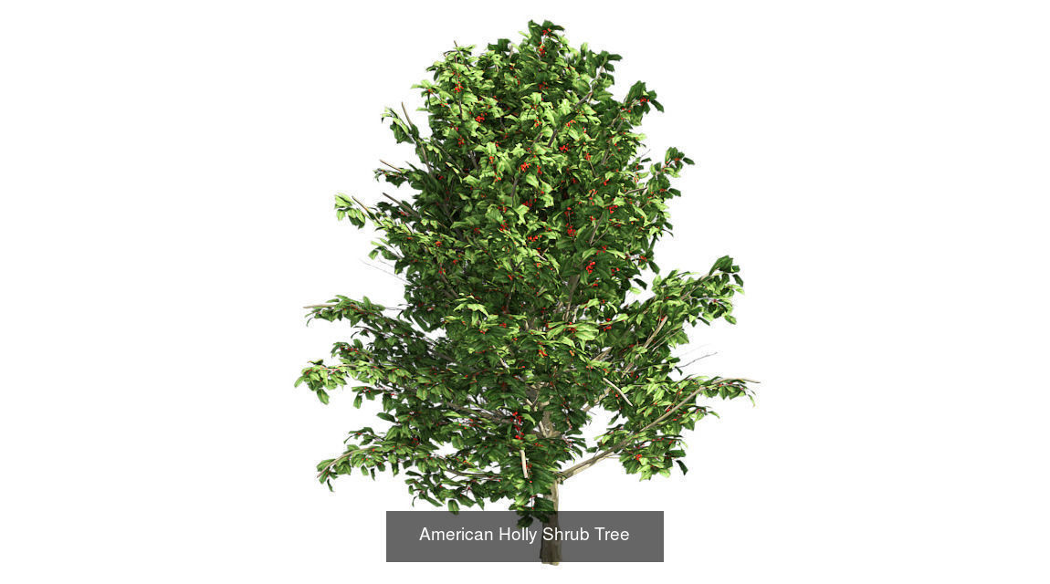 American Holly Shrub Tree - Chinese Banyan Tree Bundle 3D Model Collection_2