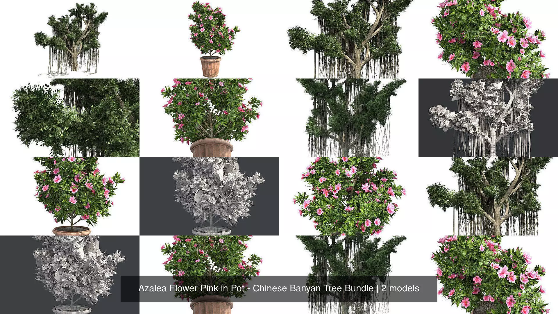 Azalea Flower Pink in Pot - Chinese Banyan Tree Bundle 3D Model Collection_0