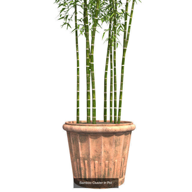 Bamboo Cluster in Pot - Chinese Banyan Tree Bundle 3D Model Collection_2