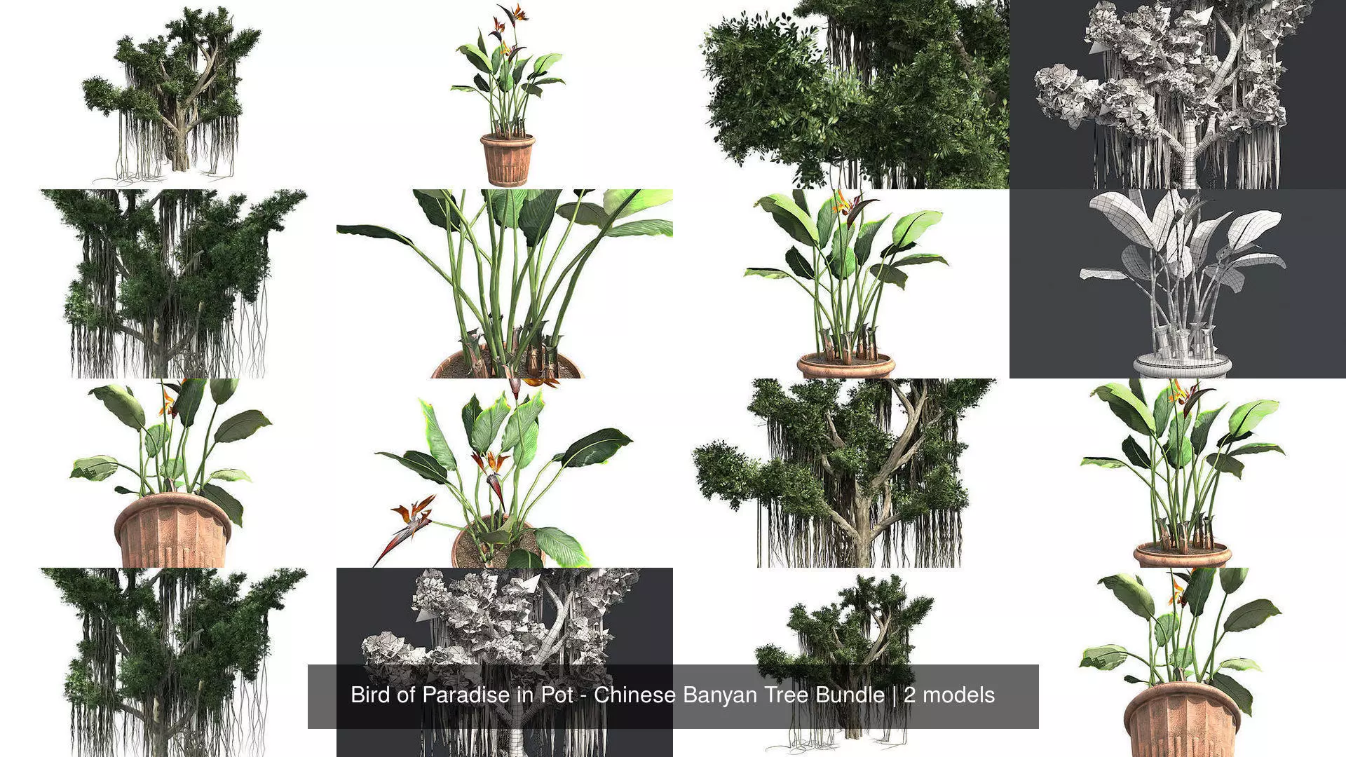 Bird of Paradise in Pot - Chinese Banyan Tree Bundle 3D Model Collection_0