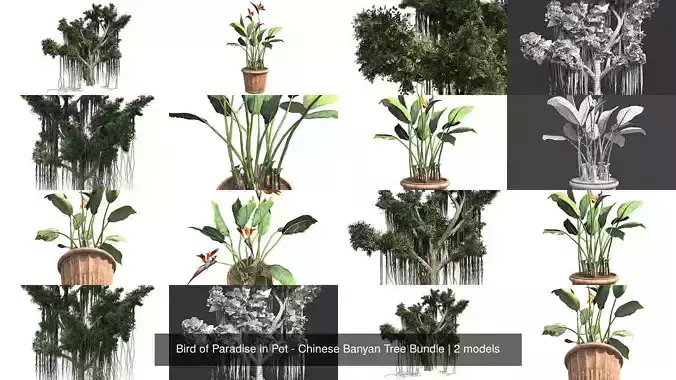 Bird of Paradise in Pot - Chinese Banyan Tree Bundle 3D Model Collection