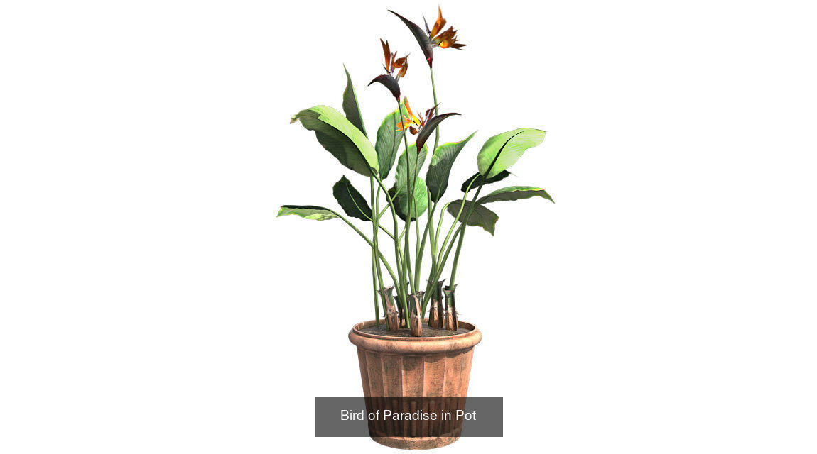 Bird of Paradise in Pot - Chinese Banyan Tree Bundle 3D Model Collection_2