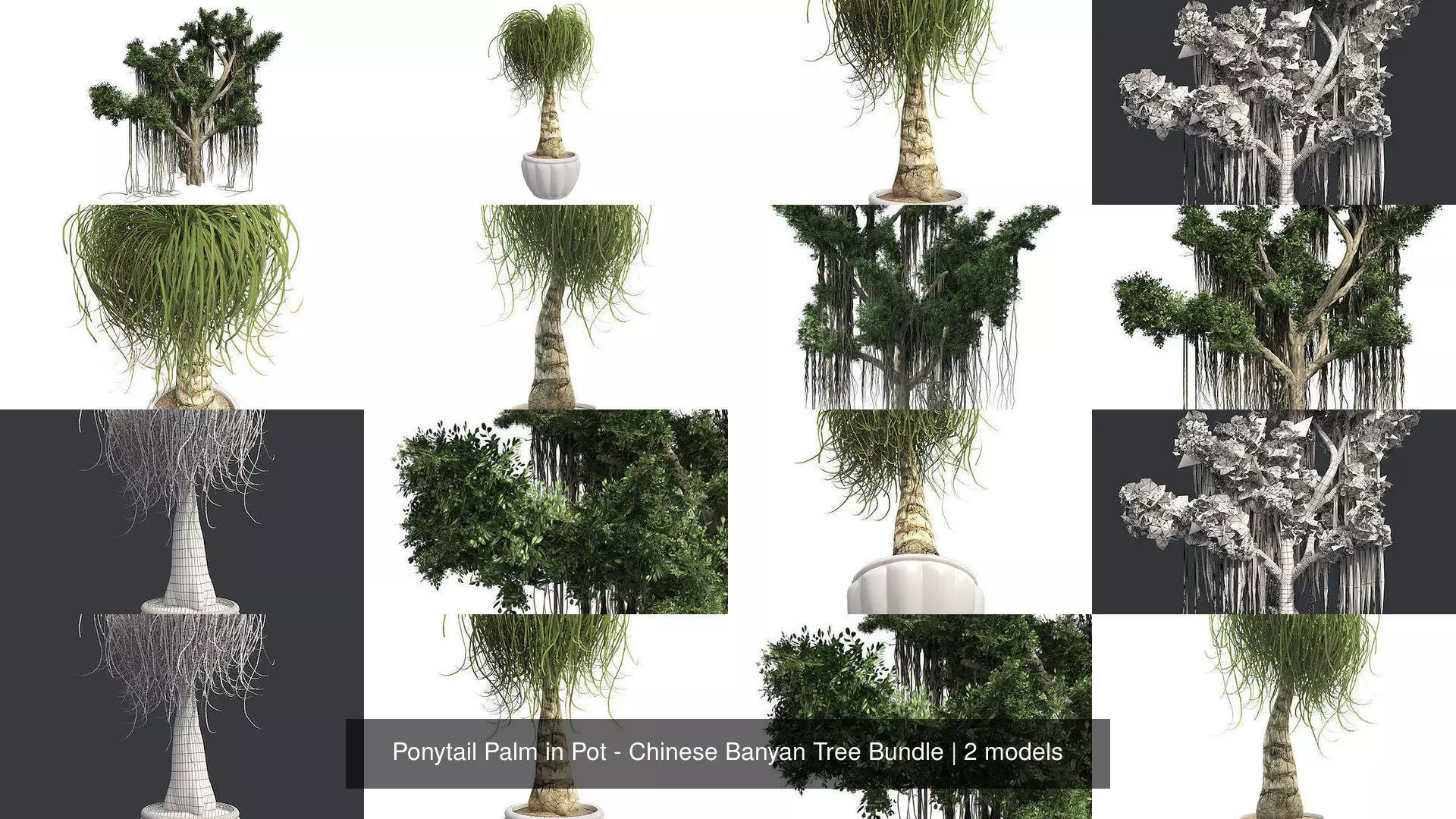 Ponytail Palm in Pot - Chinese Banyan Tree Bundle 3D Model Collection_0