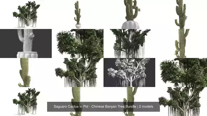 Saguaro Cactus in Pot - Chinese Banyan Tree Bundle 3D Model Collection