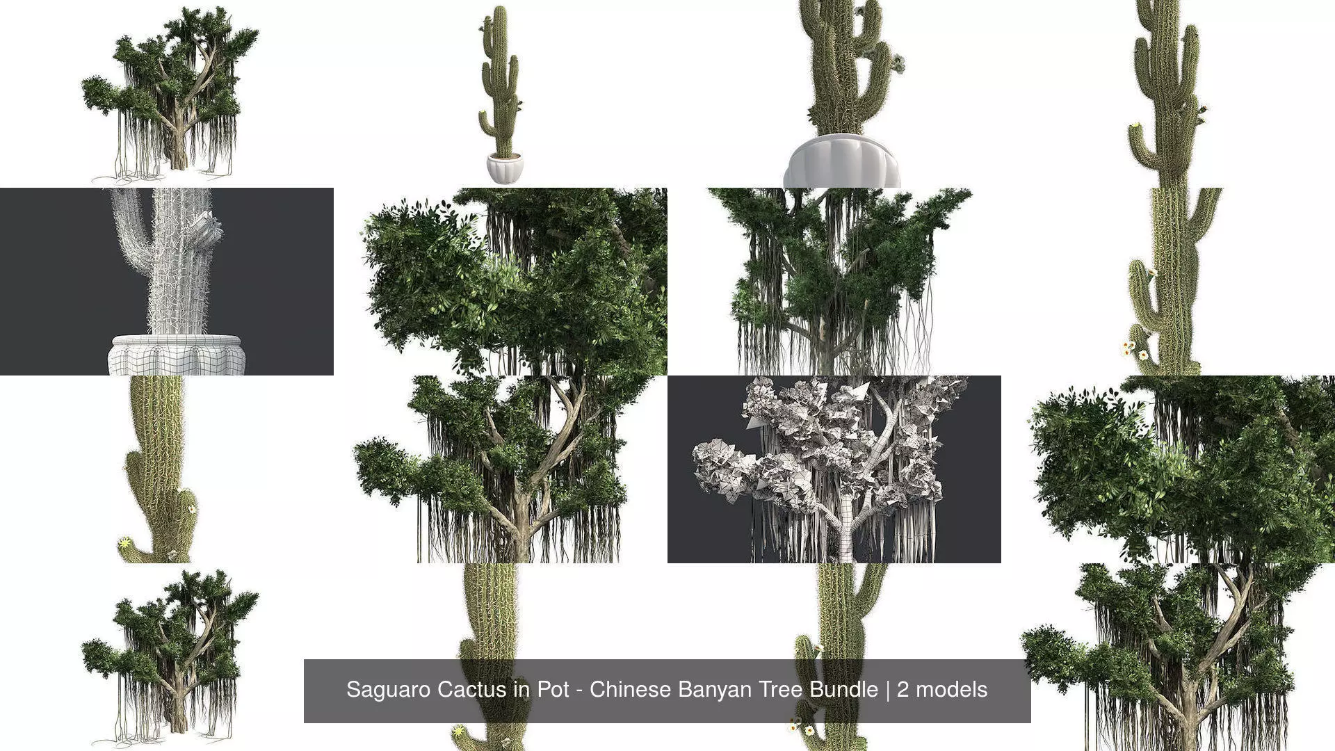 Saguaro Cactus in Pot - Chinese Banyan Tree Bundle 3D Model Collection_0
