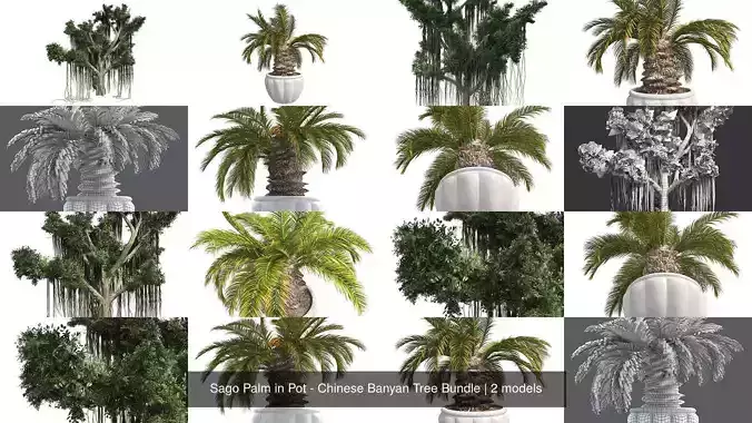 Sago Palm in Pot - Chinese Banyan Tree Bundle 3D Model Collection