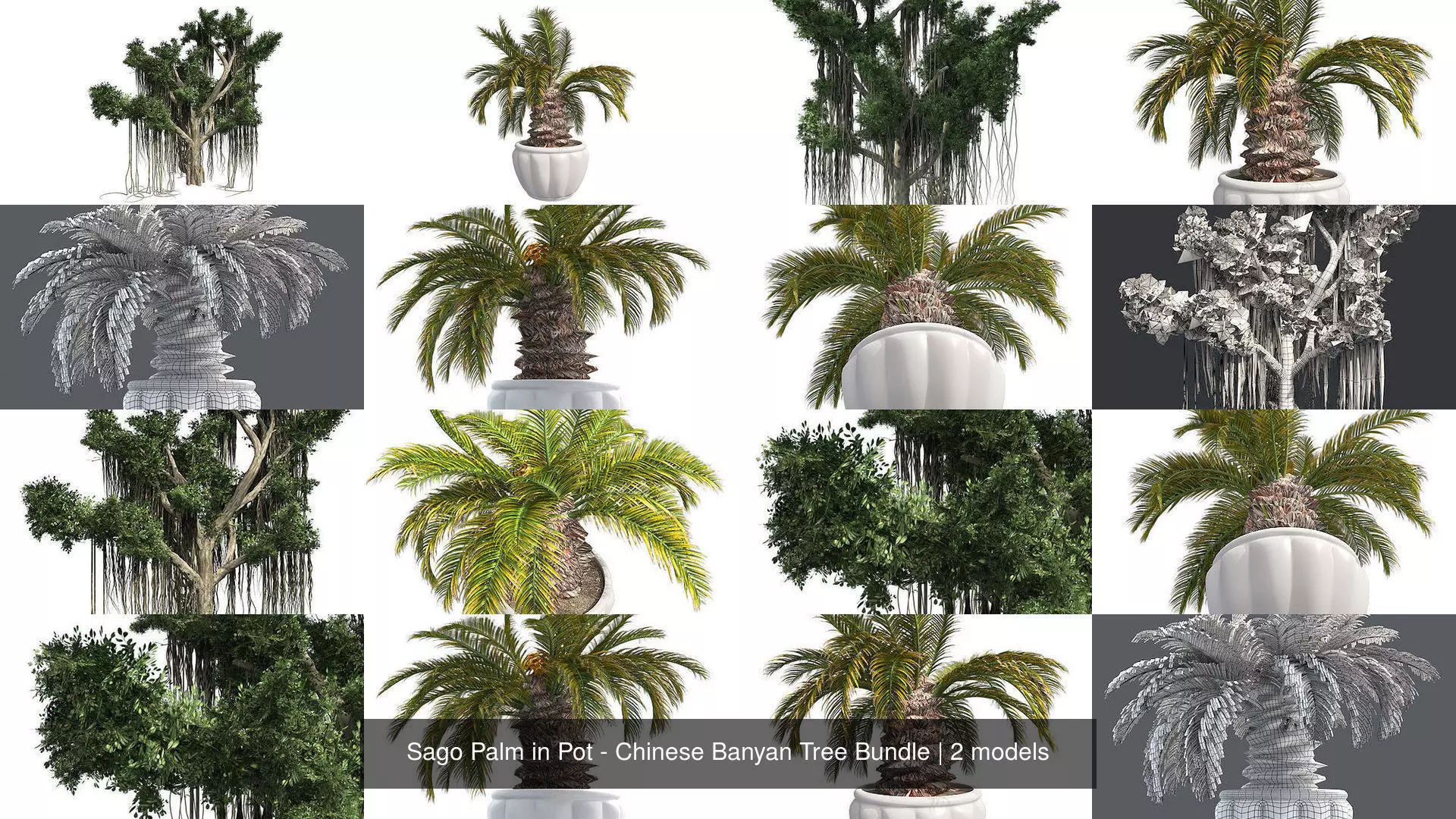 Sago Palm in Pot - Chinese Banyan Tree Bundle 3D Model Collection_0