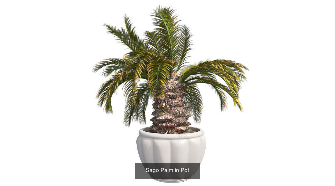 Sago Palm in Pot - Chinese Banyan Tree Bundle 3D Model Collection_2