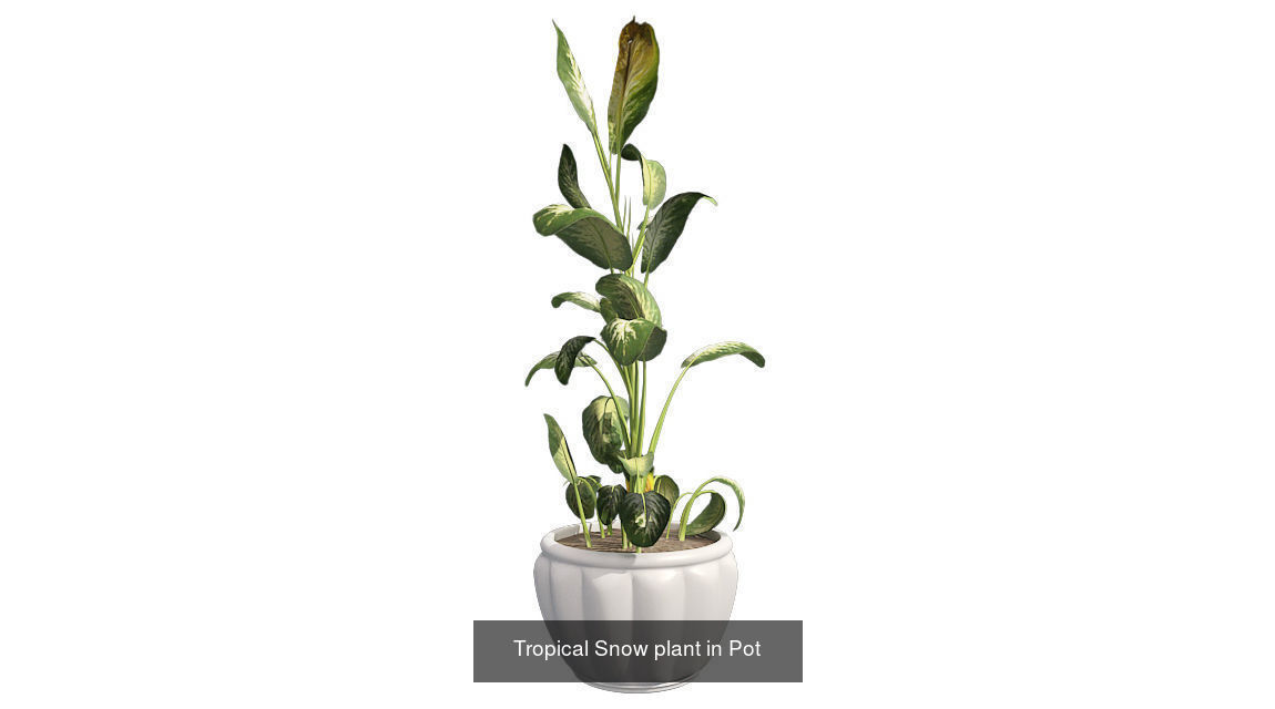 Tropical Snow plant in Pot - Chinese Banyan Tree Bundle 3D Model Collection_2