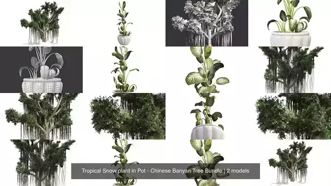 Tropical Snow plant in Pot - Chinese Banyan Tree Bundle 3D Model Collection