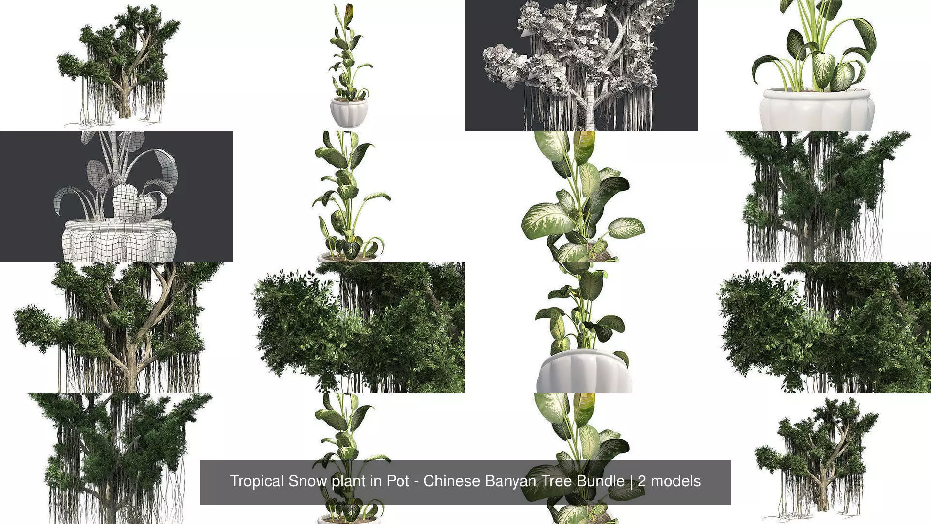 Tropical Snow plant in Pot - Chinese Banyan Tree Bundle 3D Model Collection_0