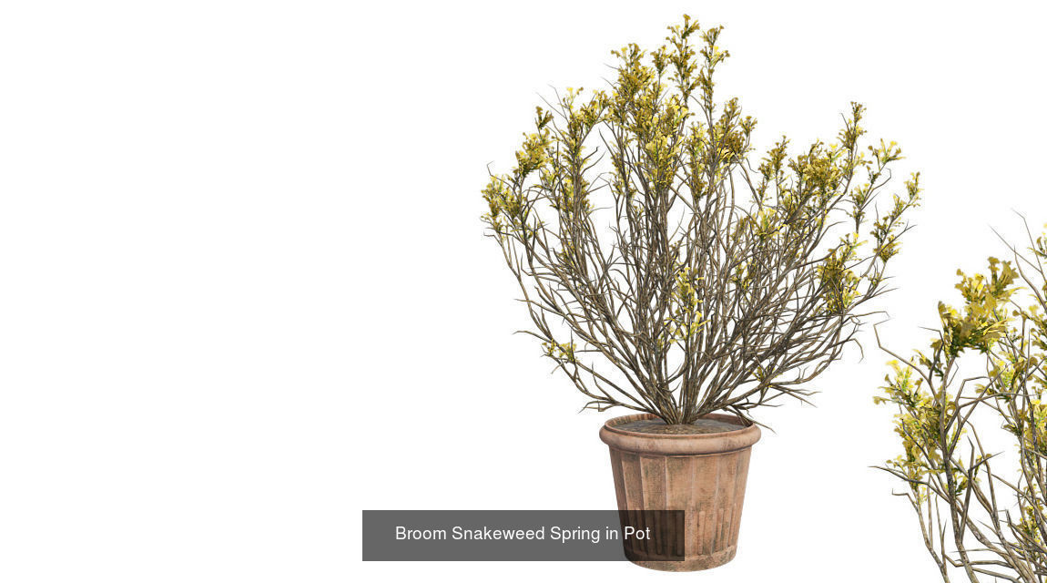 Pot Plants and Flowers Bundle 3D Model Collection_23
