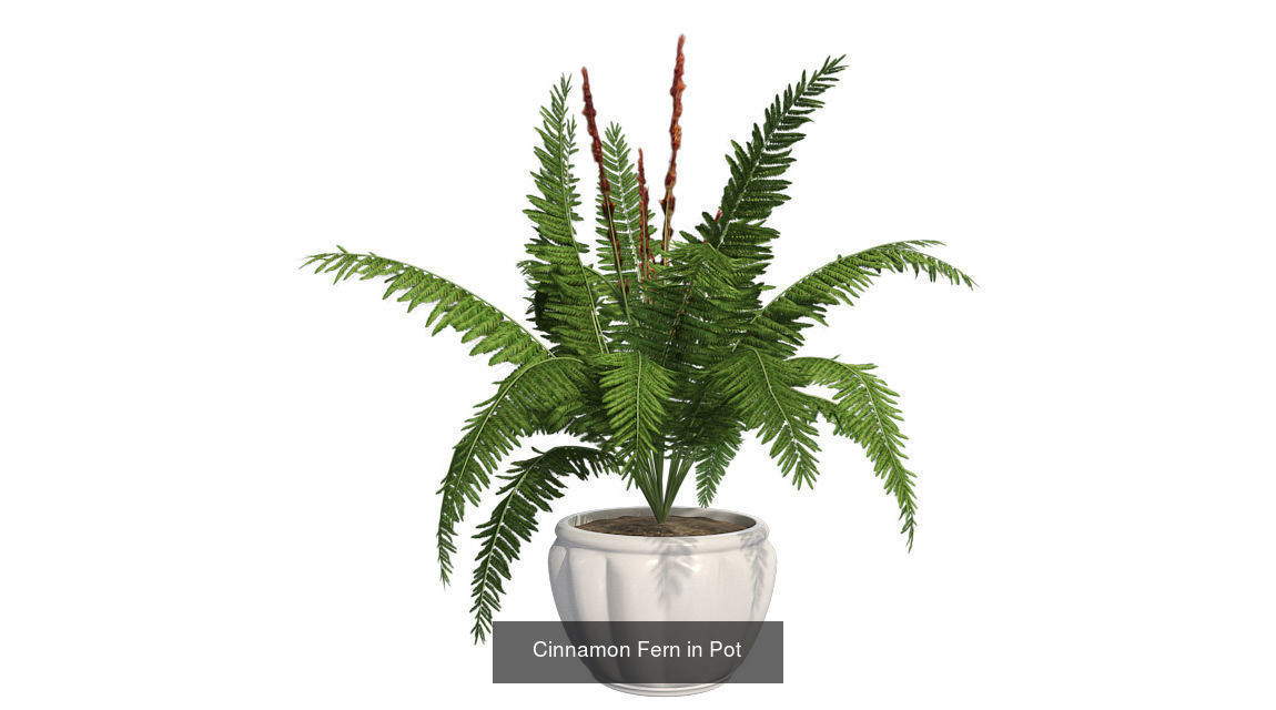 Pot Plants and Flowers Bundle 3D Model Collection_22