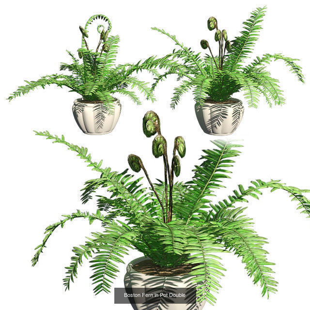Pot Plants and Flowers Bundle 3D Model Collection_16
