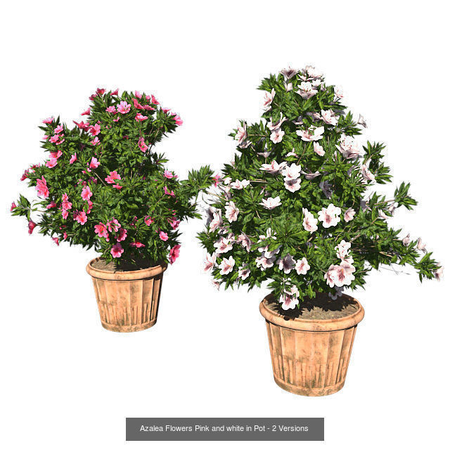 Pot Plants and Flowers Bundle 3D Model Collection_14