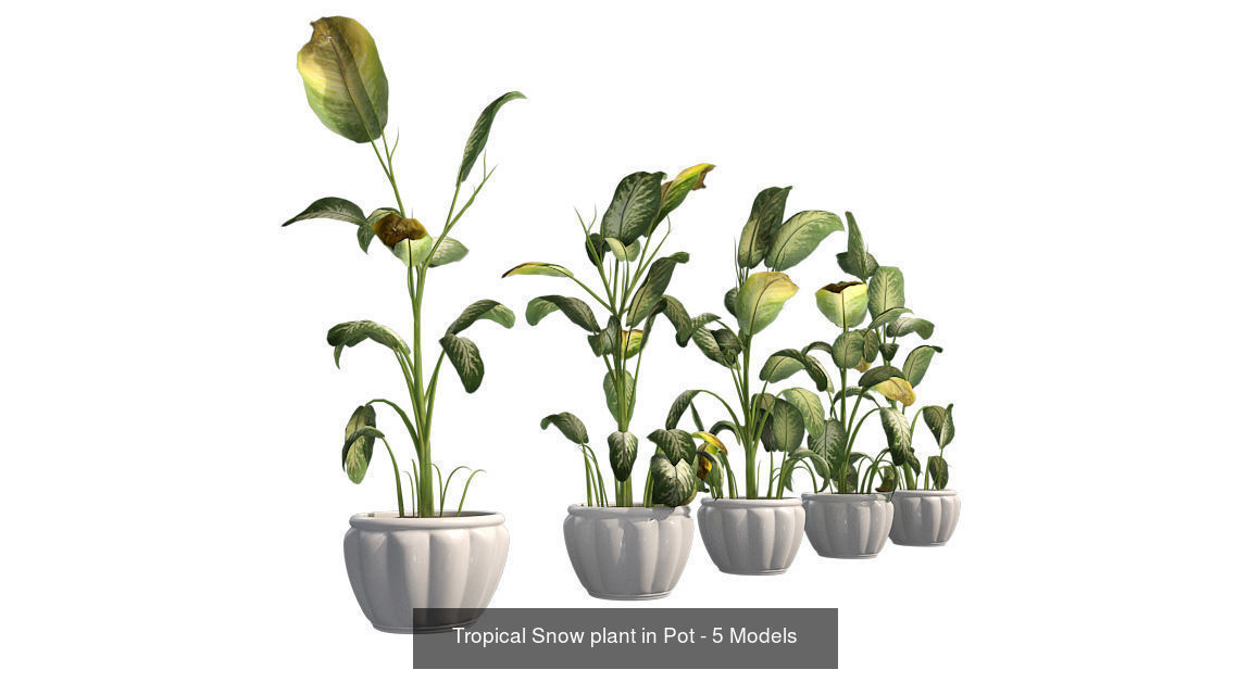 Pot Plants and Flowers Bundle 3D Model Collection_30