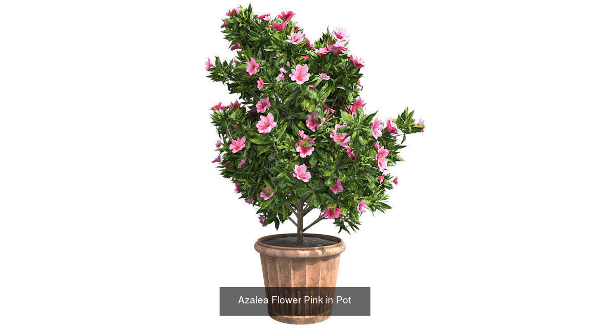 Pot Plants and Flowers Bundle 3D Model Collection_5