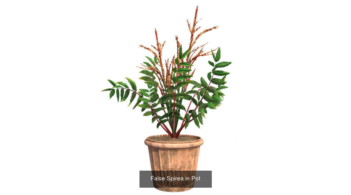 Pot Plants and Flowers Bundle 3D Model Collection_21