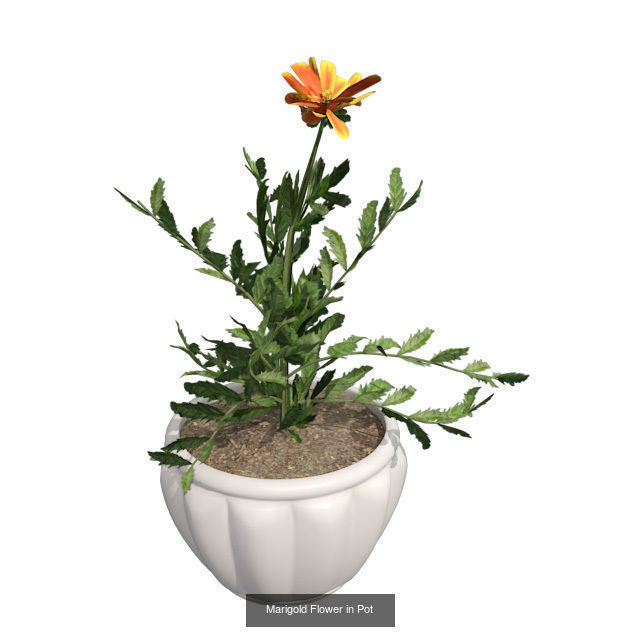 Pot Plants and Flowers Bundle 3D Model Collection_13