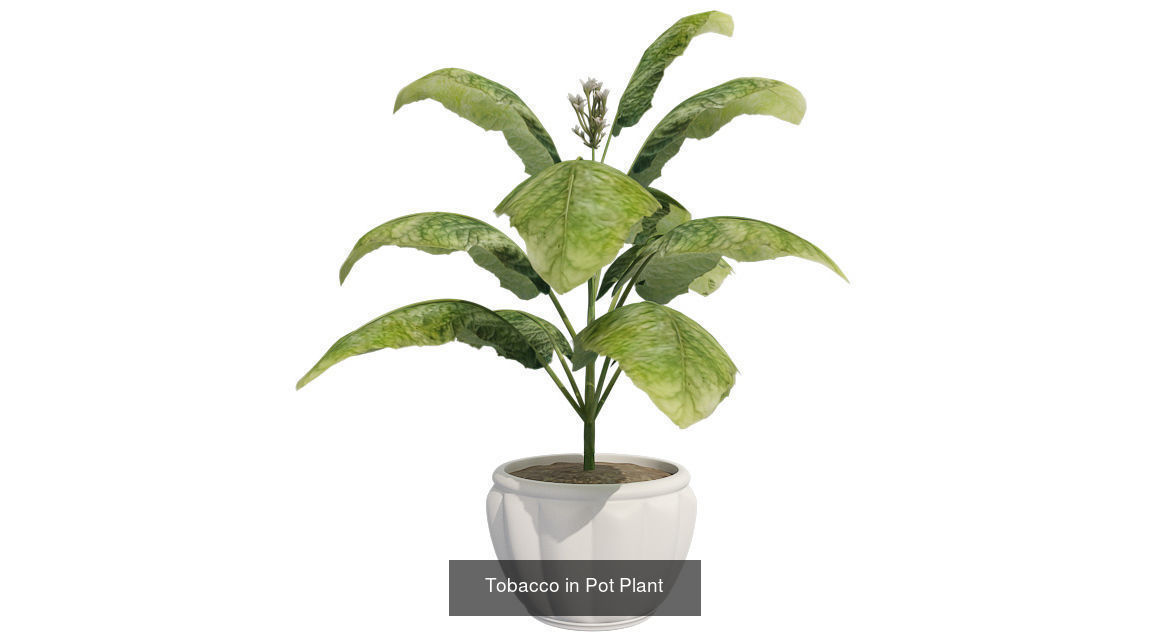 Pot Plants and Flowers Bundle 3D Model Collection_19