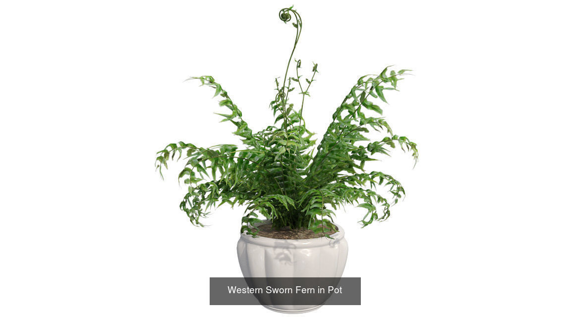 Pot Plants and Flowers Bundle 3D Model Collection_28