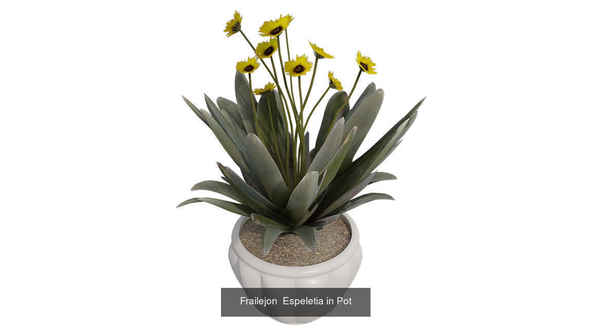 Pot Plants and Flowers Bundle 3D Model Collection_25