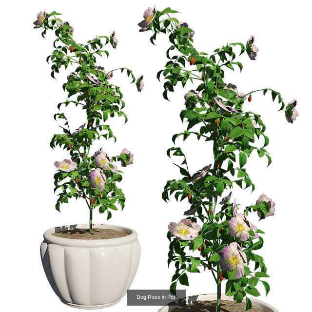 Pot Plants and Flowers Bundle 3D Model Collection_17