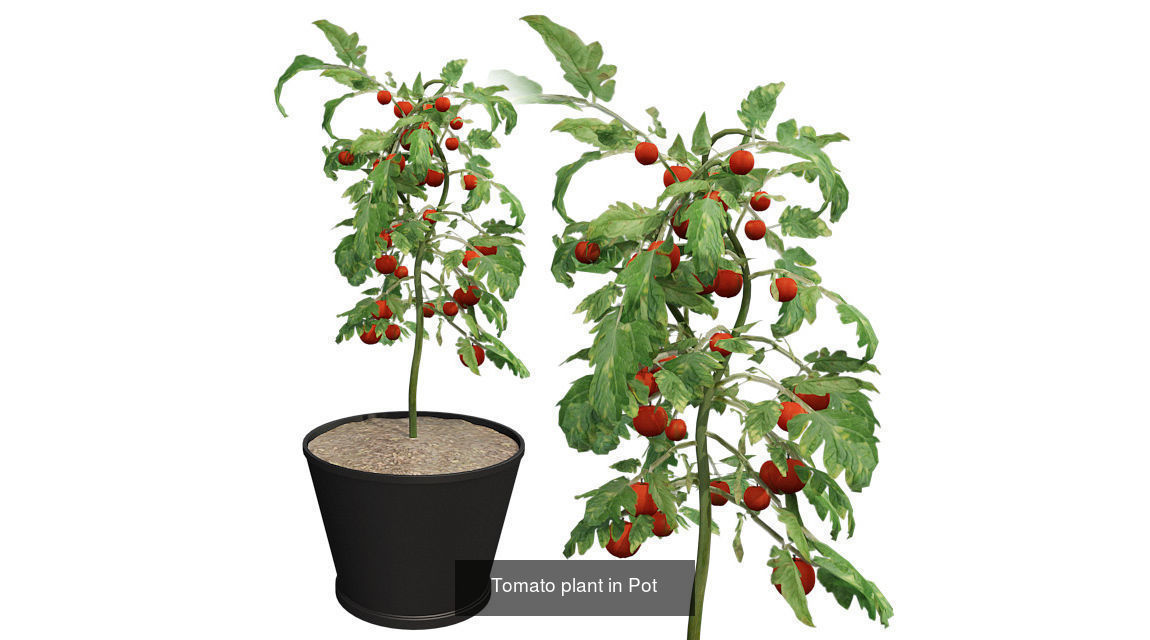 Pot Plants and Flowers Bundle 3D Model Collection_29