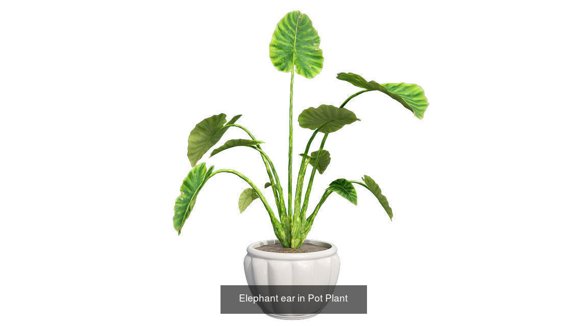 Pot Plants and Flowers Bundle 3D Model Collection_20