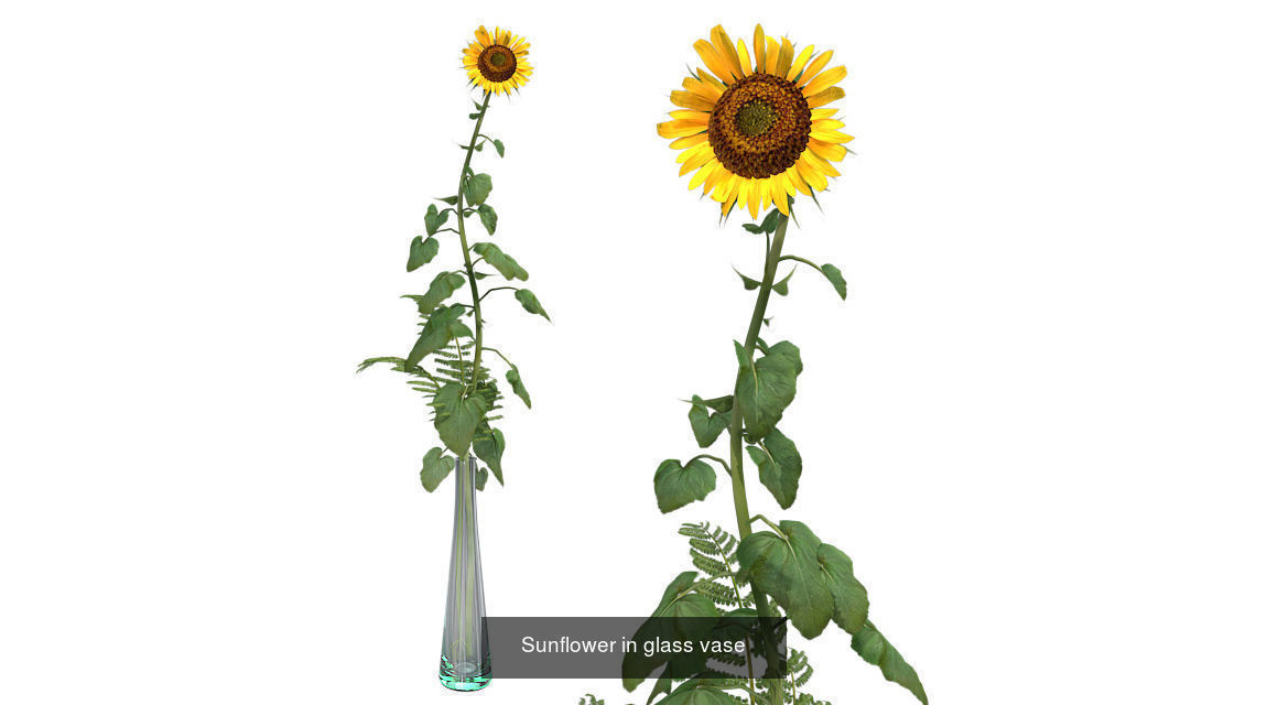 Pot Plants and Flowers Bundle 3D Model Collection_27