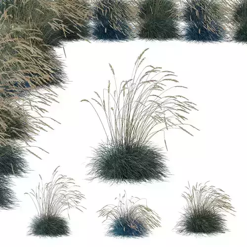 Plants Helictotrichon Sempervirens Pendula Avoine Blue Windy Free 3D model