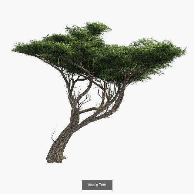 Acacia Tree - Tibetan Cherry tree 3D Model Collection_2