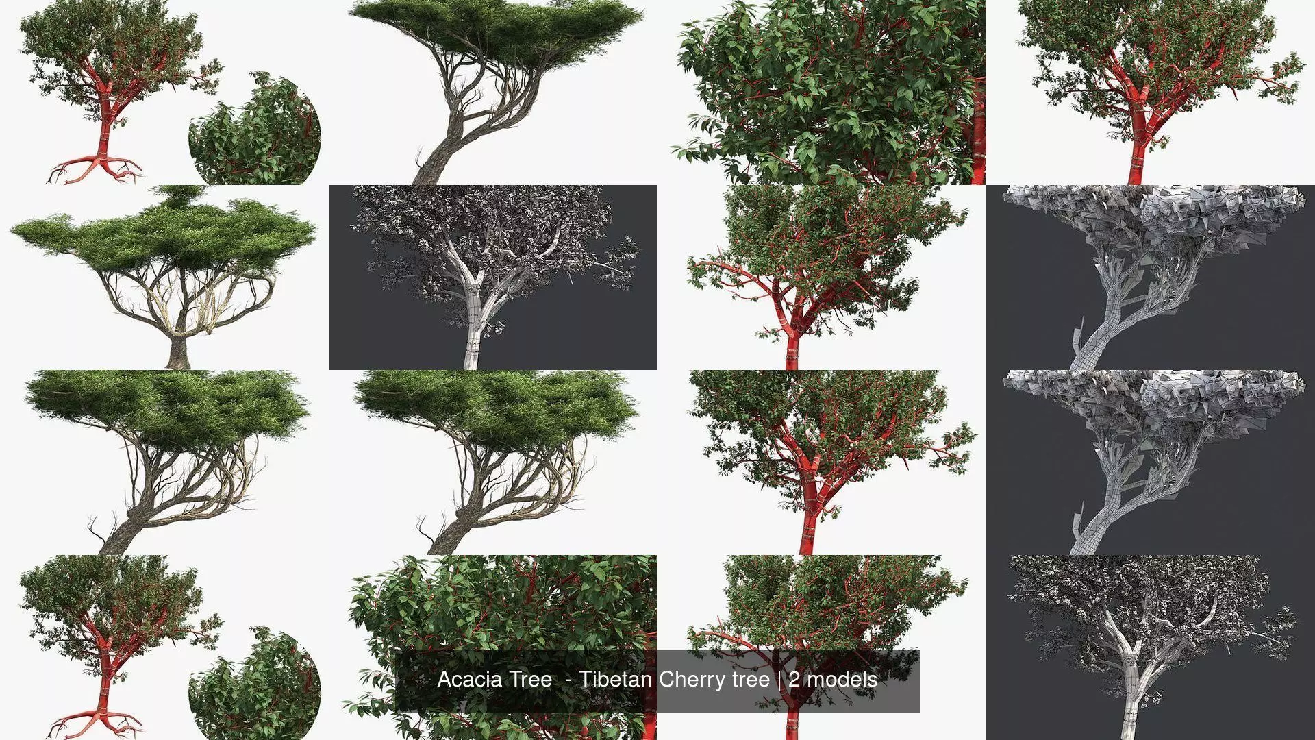 Acacia Tree - Tibetan Cherry tree 3D Model Collection_0