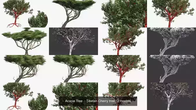 Acacia Tree  - Tibetan Cherry tree 3D Model Collection