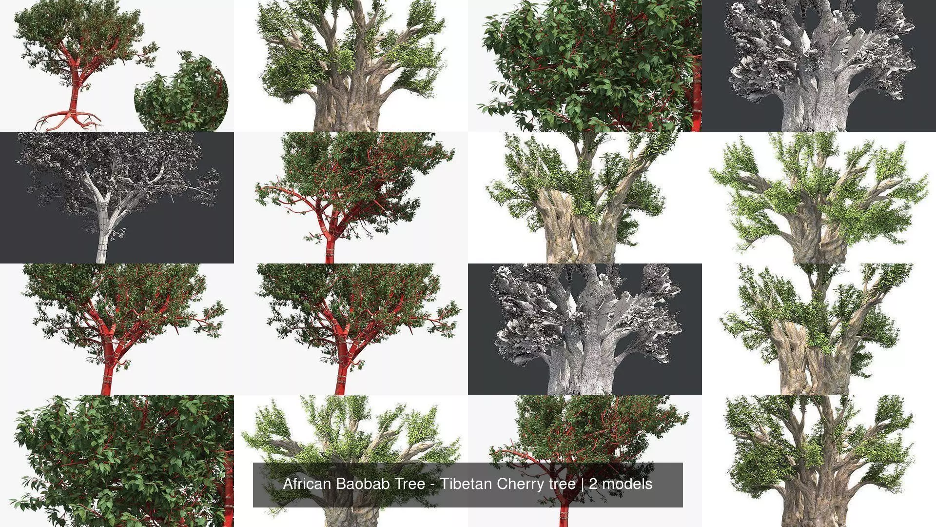 African Baobab Tree - Tibetan Cherry tree 3D Model Collection_0