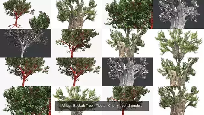 African Baobab Tree - Tibetan Cherry tree 3D Model Collection