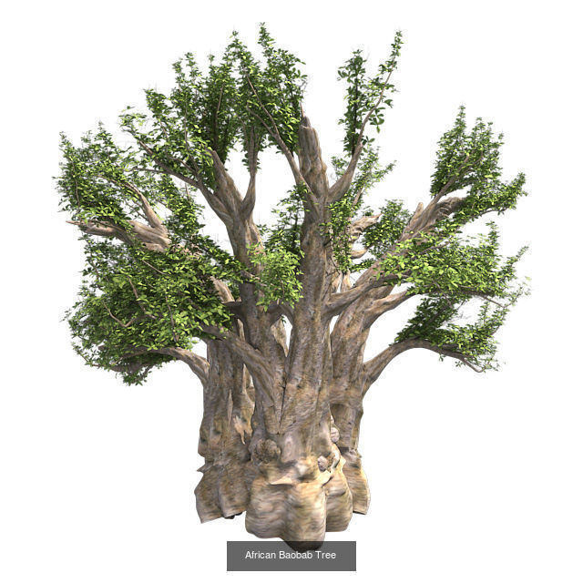 African Baobab Tree - Tibetan Cherry tree 3D Model Collection_2