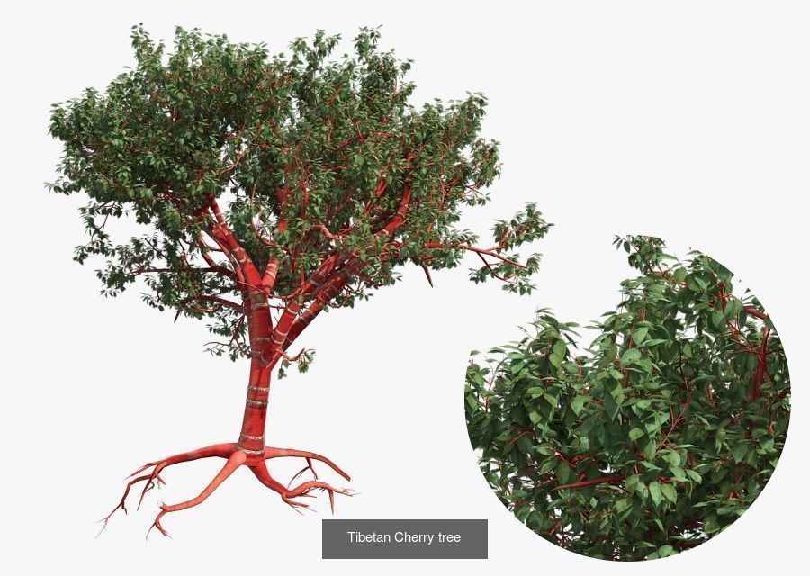 African Olive Tree - Tibetan Cherry tree 3D Model Collection_1