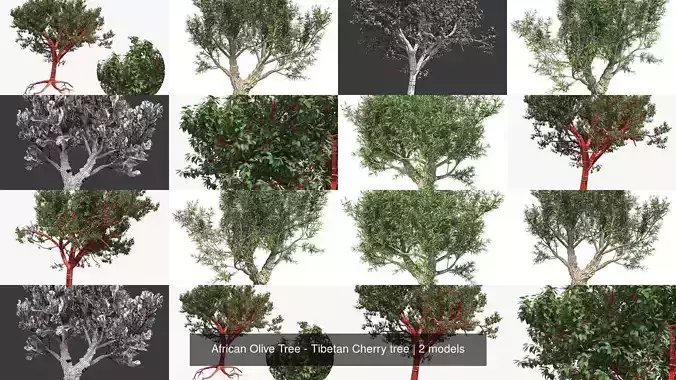 African Olive Tree - Tibetan Cherry tree 3D Model Collection