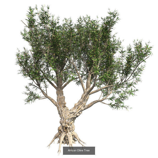 African Olive Tree - Tibetan Cherry tree 3D Model Collection_2