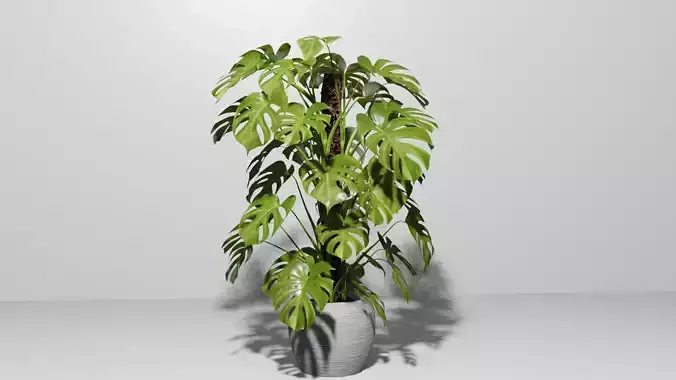 Monstera Plant