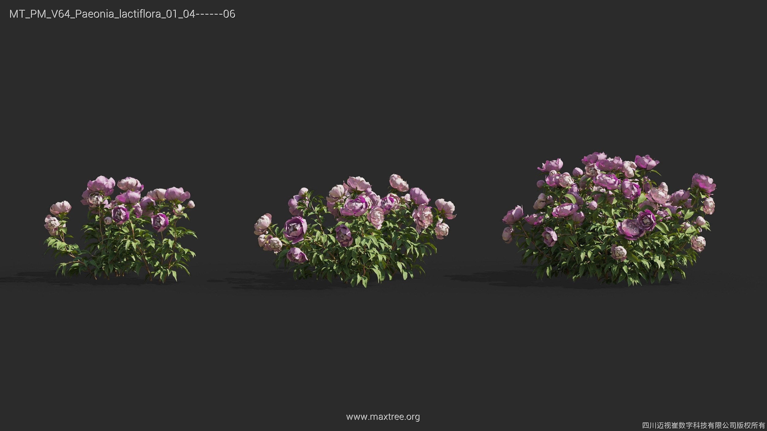 Maxtree Plant Models Vol 64 - Mesh 3D model_22